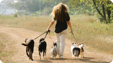 A pet sitter is walking 5 dogs